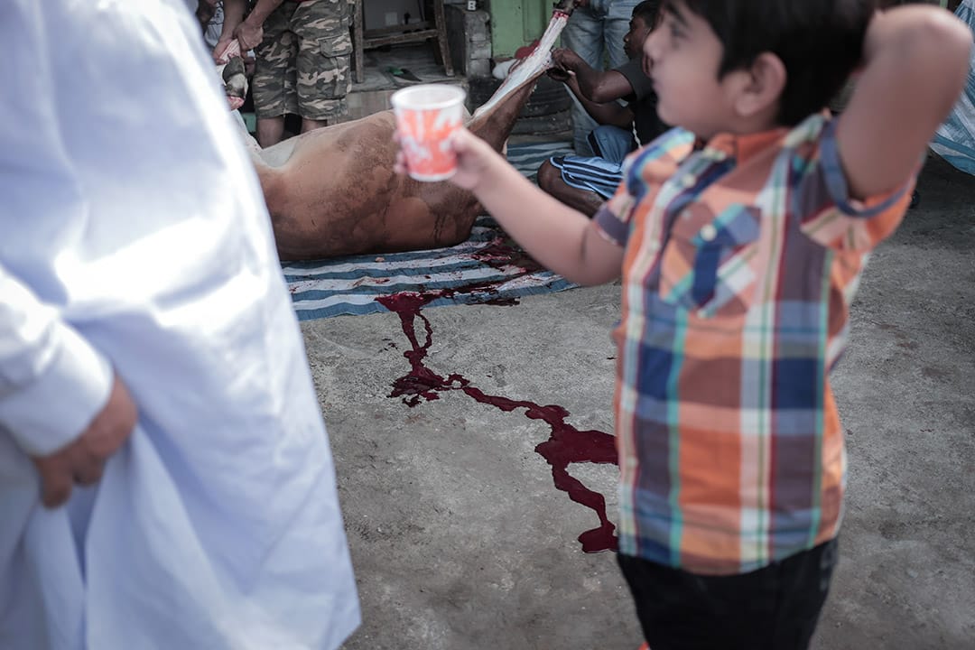 2013年，穆斯林的開齋日，有點像中國的新年，親戚朋友喜氣洋洋團聚，穿的也特別好看，並屠宰牲口。一些本地的巴基斯坦人會邀請尋求庇護者朋友一起過開齋日，活牛是一大班朋友夾錢買的。香港活牛價錢幾年來一直上升，由過往的十幾頭牛，到這年只能負擔六頭牛。當天連續宰了六頭牛，每頭牛分成了七等份送給朋友，有些即時煮來吃。攝: Billy H.C. Kwok/ 端傳媒