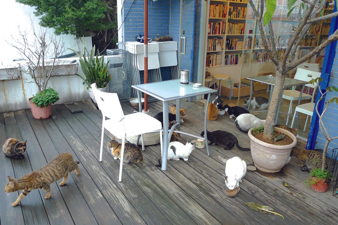 有河book书店里的猫。摄:隐匿