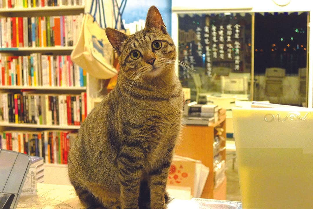 有河book书店里的猫──甜粿。摄:隐匿