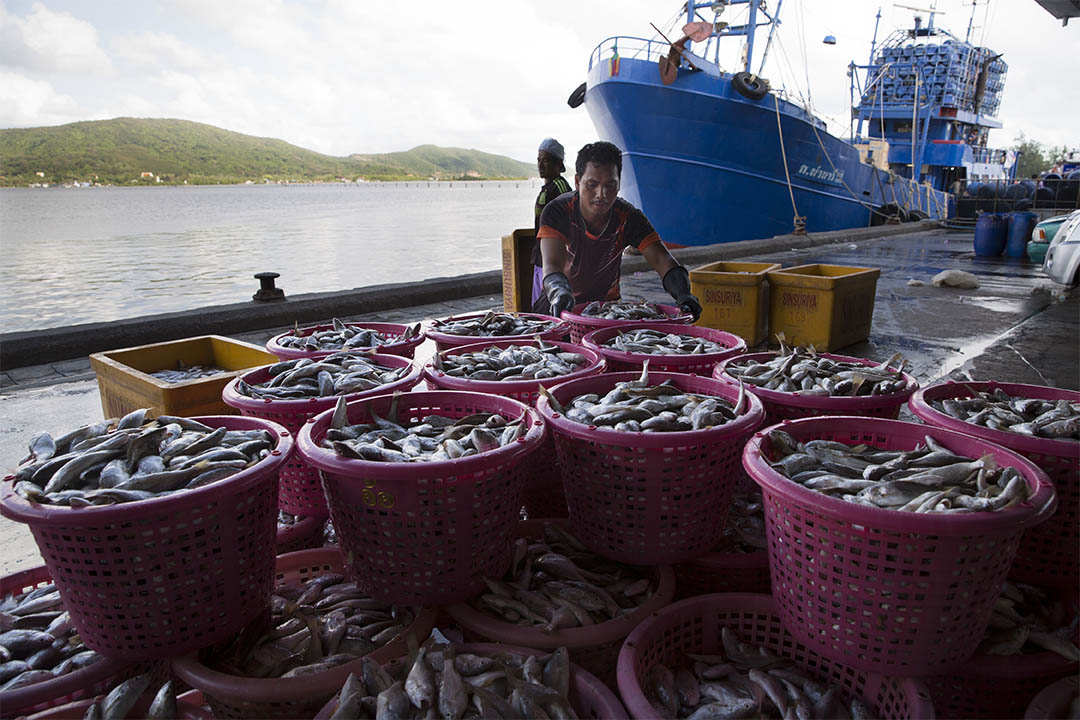 图为泰国一艘渔船在码头卸下渔获。摄：Paula Bronstein/GETTY