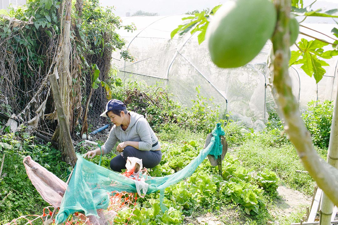 2016年，“菜园村关注组”主席高春香于菜园新村的“老人田”收割生菜。