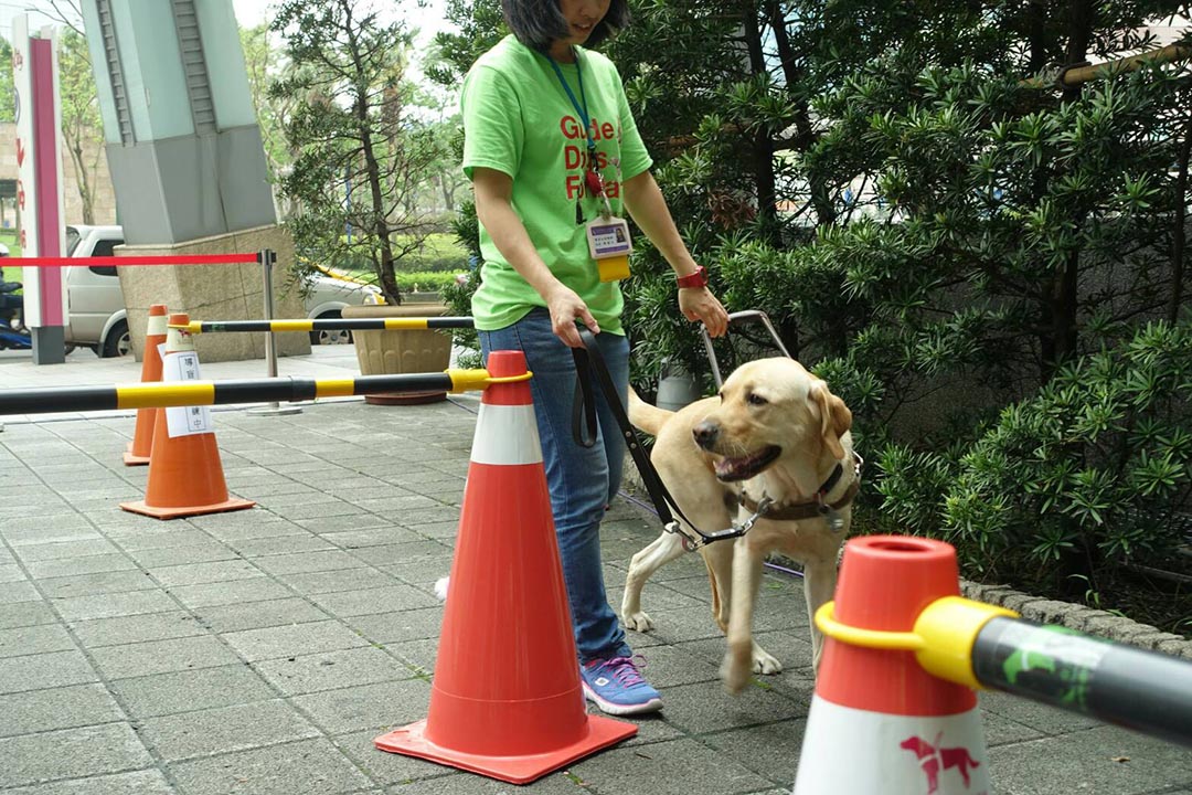 導盲犬進行躲避障礙物的練習。