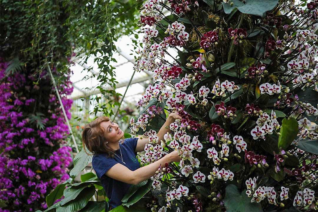 2017年2月2日，在英國皇家植物園內，植物園藝師正為2月4日開幕的蘭花節作準備。