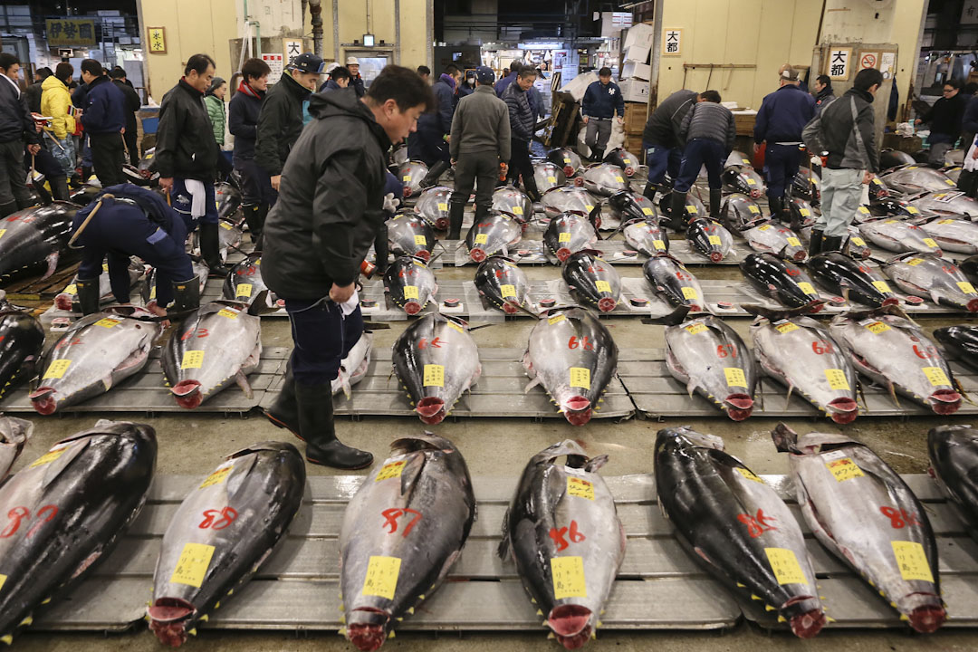 日本東京的築地市場，顧客在漁市場選購新鮮的吞拿魚。