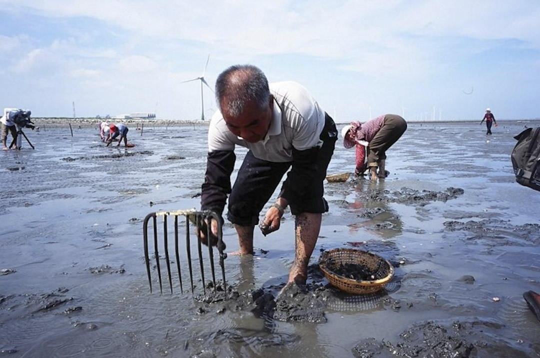 2008年7月，彰化海岸退潮之后，许多民众前往耙取贝类。