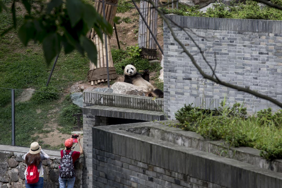 这是香港有史以来最大规模的对外援建，投资超过100亿港币。它集结了香港社会四面八方的力量：除却牵头的香港政府，还有工程、建筑、康复医学等各界别的资深人士和大大小小数十间NGO。图为香港特区政府资助援建，都江堰大熊猫救护与疾病防控中心。