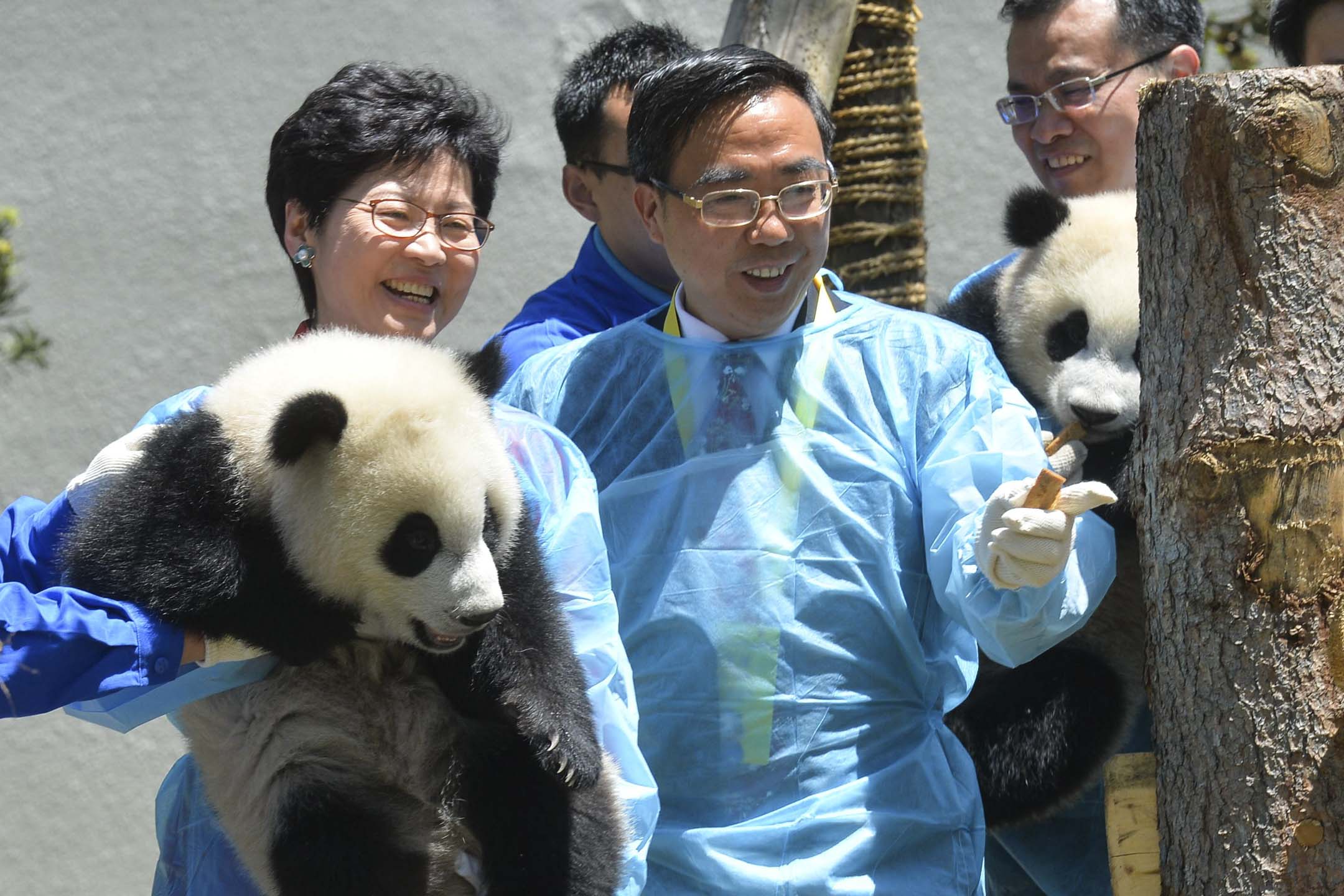 2016年5月11日，時任香港政務司司長林鄭月娥率領的香港特區代表團訪問四川，考察映卧公路、中華大熊貓苑等香港援建四川地震災區重建項目。林鄭月娥（左）和卧龍自然保護區管理局局長張和民（右）參觀中華大熊貓苑。