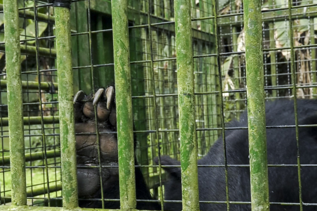 黑熊在籠內飼養長達十幾甚至二十多年，會造成圈養動物常見的焦慮和刻板行為，對復育工作也增加了挑戰。