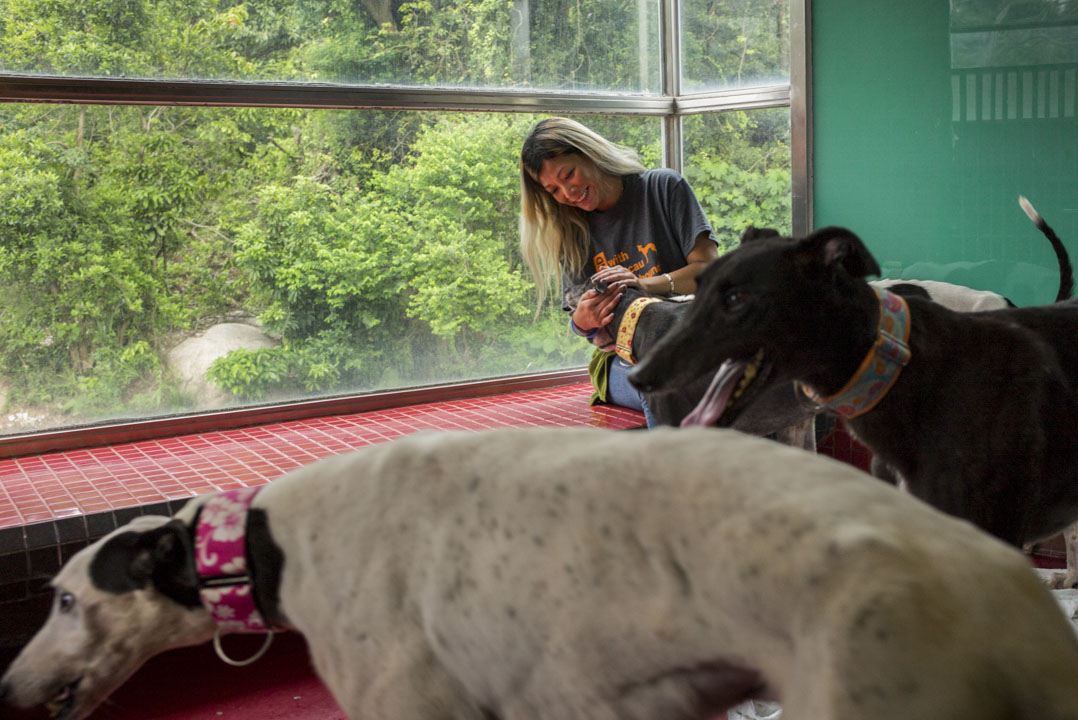 澳門愛護動物協會動物收容所主管鄧詠恩與從逸園賽狗場領養回來的格力犬。