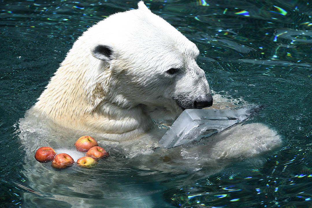 2018年6月21日，南韓首爾南部的愛寶樂園野生動物園，23歲的北極熊 Tongki 在泳池裏邊吃著蘋果，邊抱著工作人員給牠的冰塊消暑。據動物園員工所說，Tongki 將會被送離南韓，到氣候更適合牠居住的英國渡過餘生。