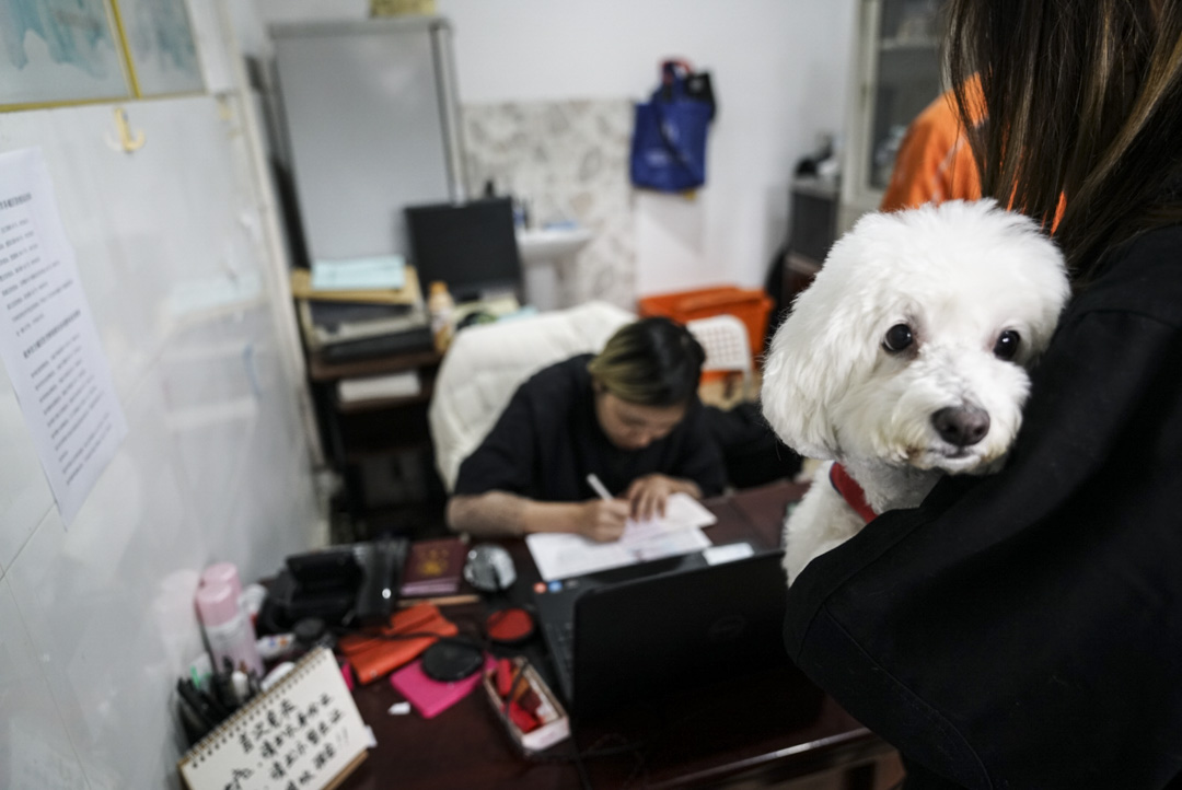 2018年11月18日，在杭州市下城區犬類免疫點，不少家長帶著自家狗狗來辦理「狗證」和接種犬用疫苗。