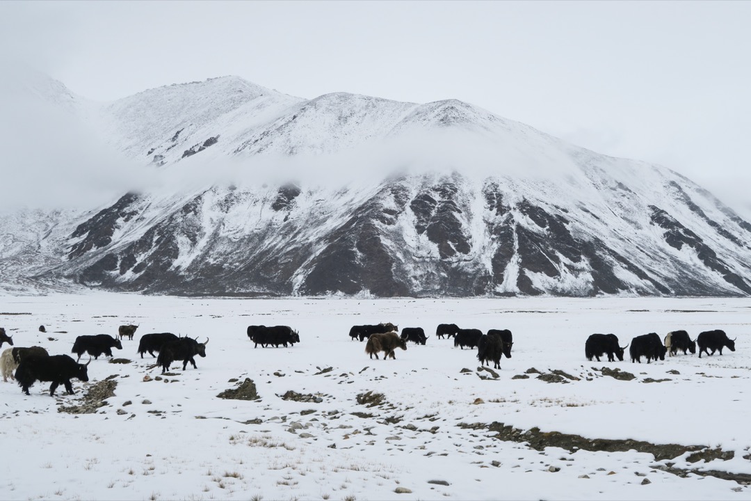 沿著中印边境道路一路颠簸，在大雪中前行，进入荒凉无人的军事管制区，汽油耗尽的车子只能靠游牧边界的藏民们进行补给。