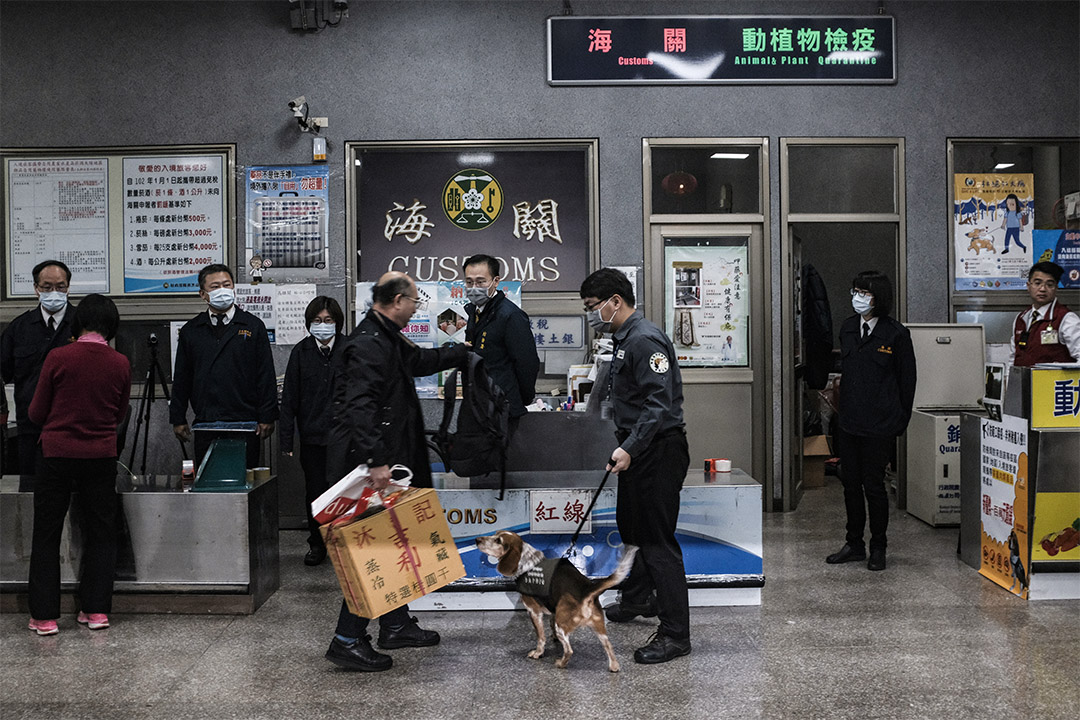 2019年1月4日，金门水头码头一只检疫犬在工作。