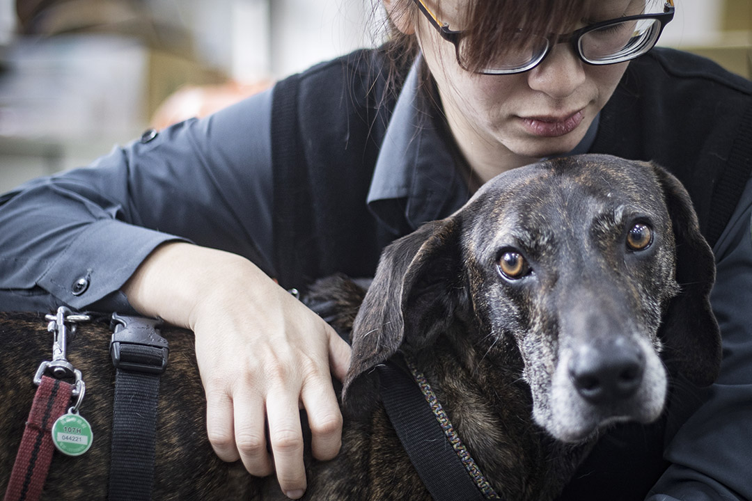 领犬员张芷榕与检疫犬Harry。 