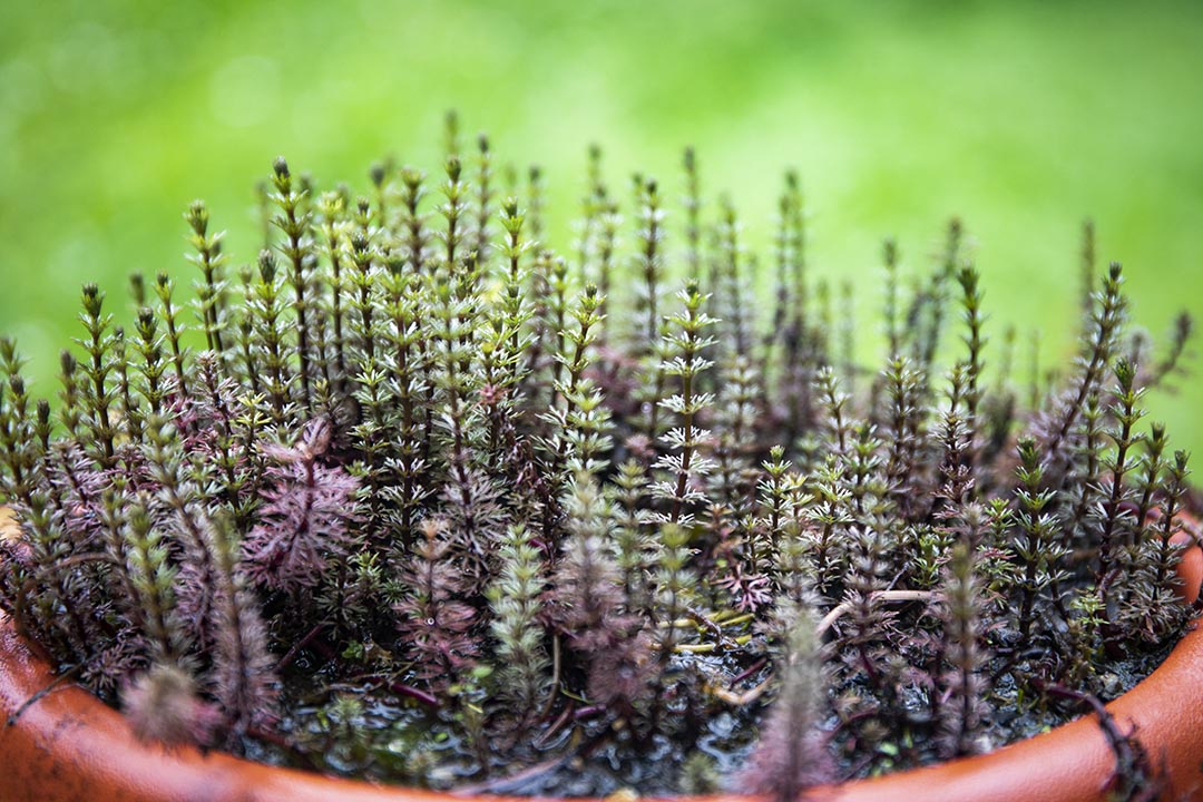 台北植物园温室内的植物。