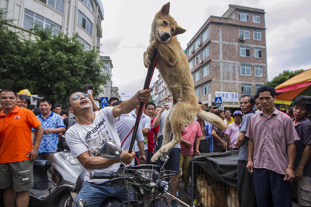 2015年6月20日，中国广西壮族自治区玉林狗节，摊贩威胁如没有在狗节前出售，他就会杀死这些狗。