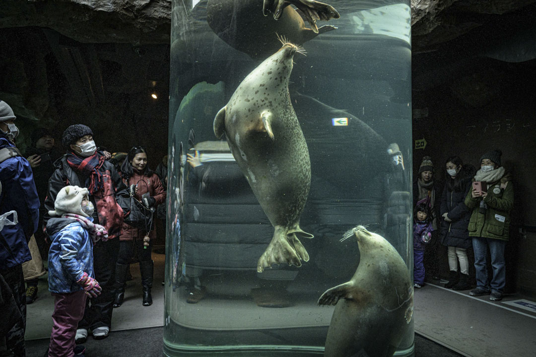 2020年2月7日，日本一個水族館，參觀的旅客都戴上了口罩。