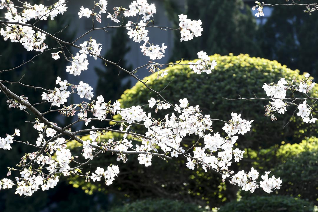 2020年3月18日，武汉大学樱花盛开。