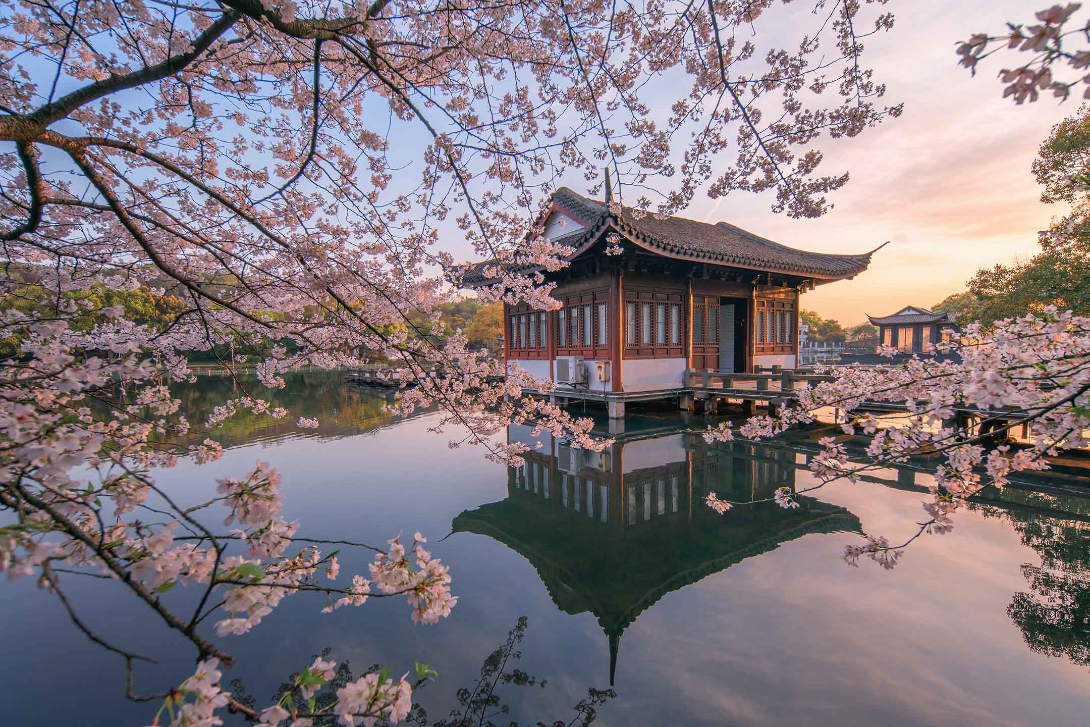 2021年3月22日，杭州西湖，樱花在微风中飘动。