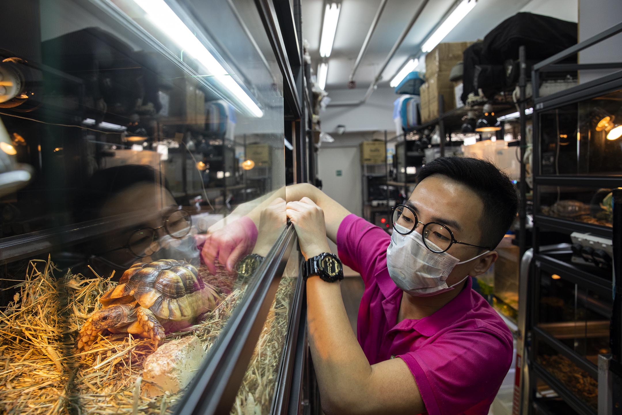 香港两栖及爬虫协会的义工黄朗研。