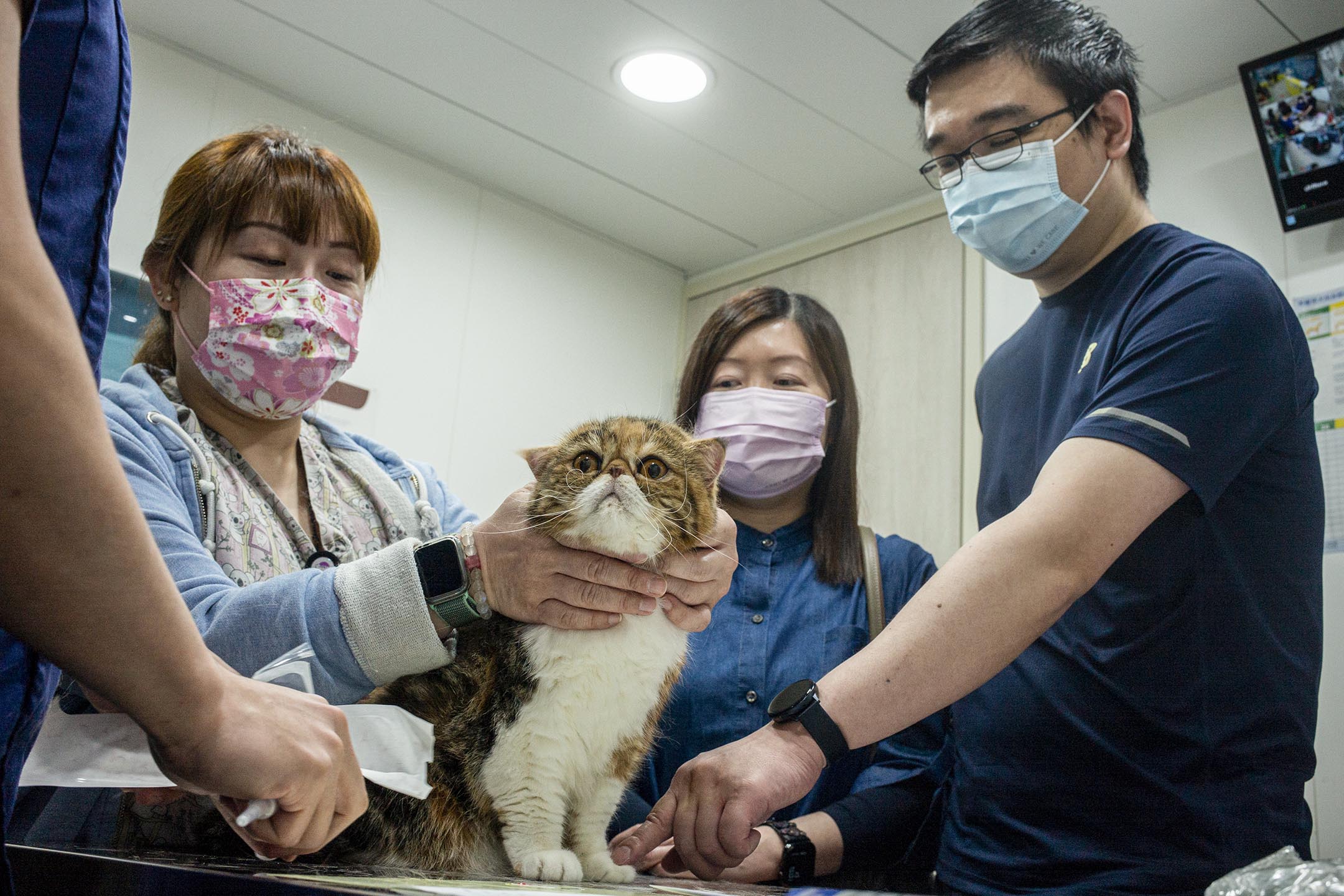 2021年2月27日，若带猫移民台湾，需要到兽医诊所防疫注射和植入晶片。