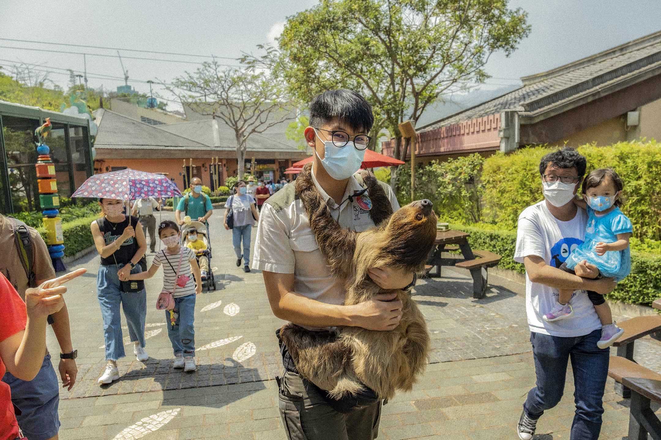 2021年4月6日，一隻樹懶在工作人員身上。