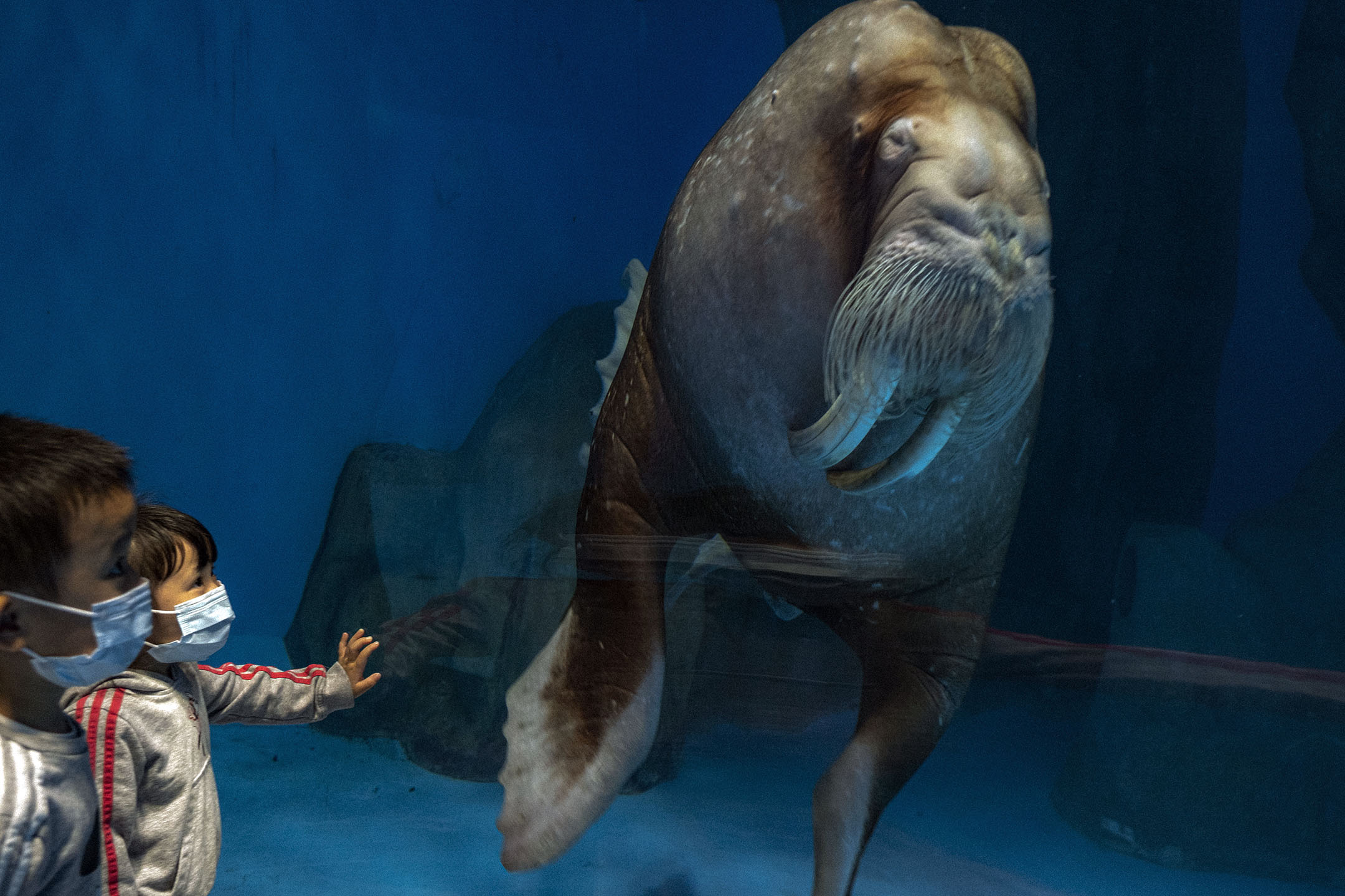 2021年3月27日，水族馆内一只海象。