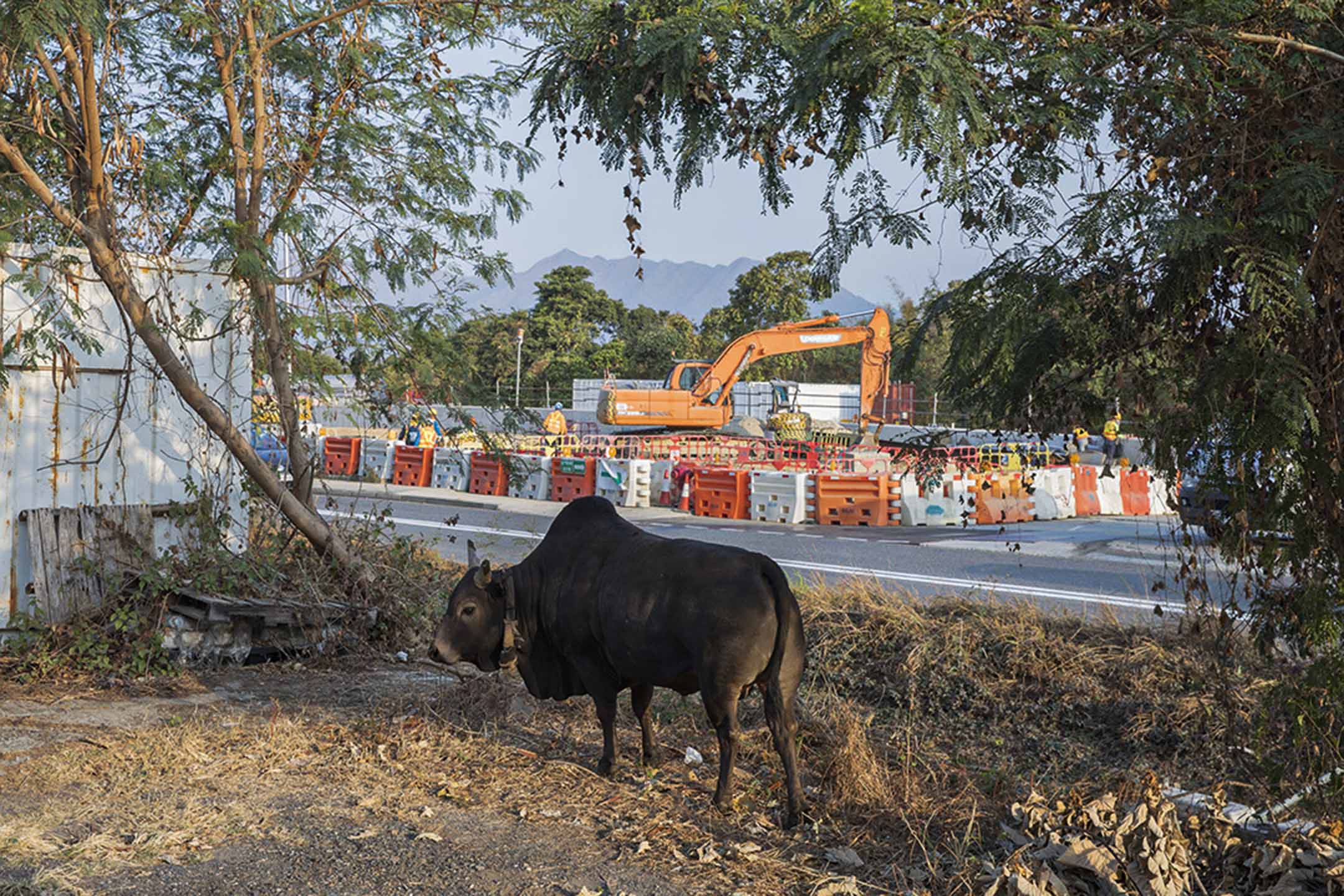 十四乡十四条村落在西沙路两旁连在一起，牛群偶尔会横跨公路过村觅食。