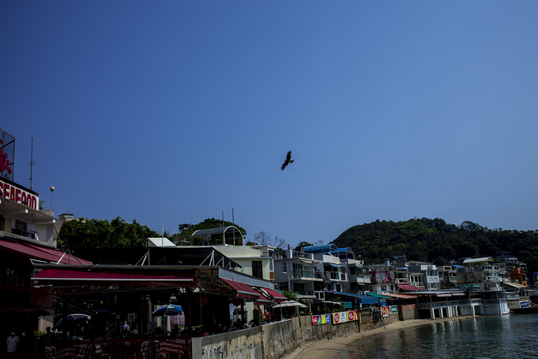 榕树湾沿岸上的一只鸟。