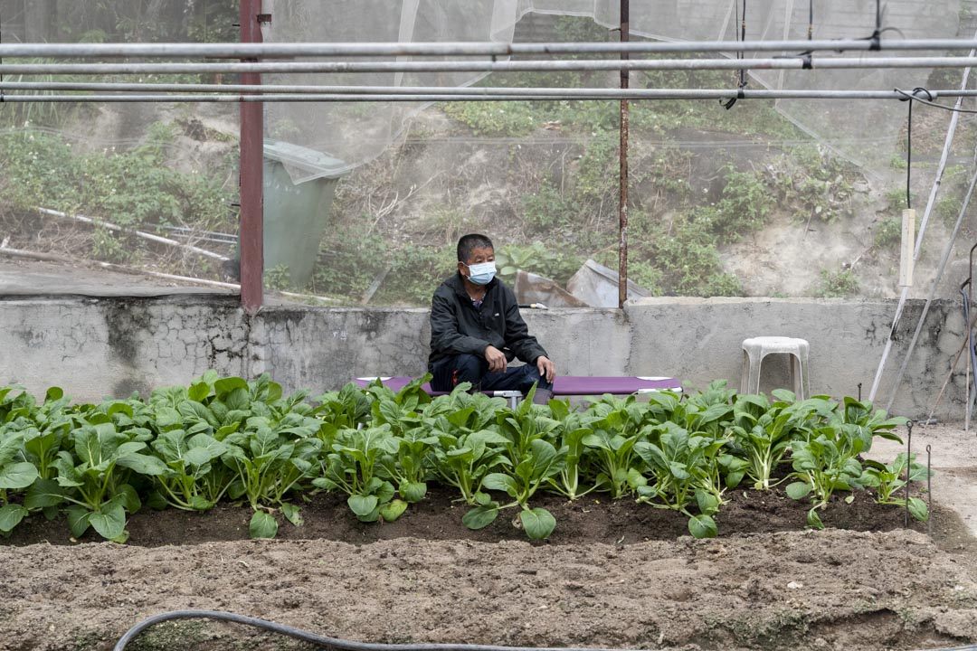 有机农友会主席佘常光的农场位于元朗米埔，因近日野猪再次出没觅食，因此在田边放了张床，晚上就睡在那儿守候，见猪就赶。