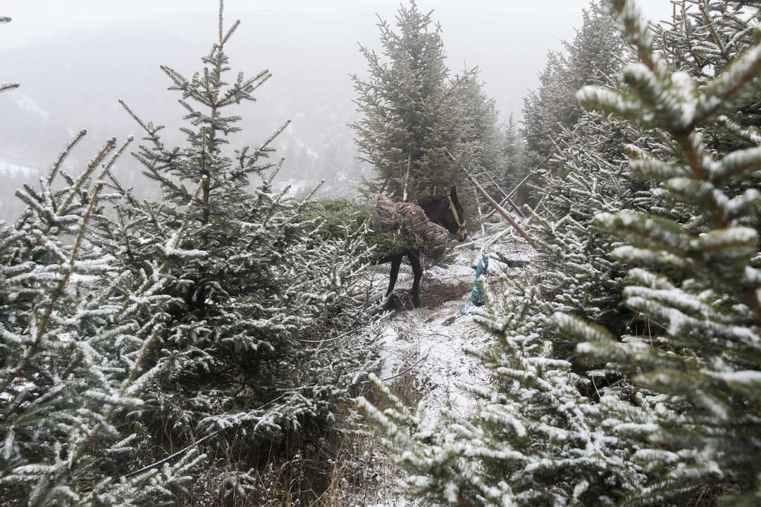 2021年11月2日，云顶雪地公园是北京冬奥自由式滑雪和单板滑雪比赛的场地，入冬后云顶雪地公园正在下雪。