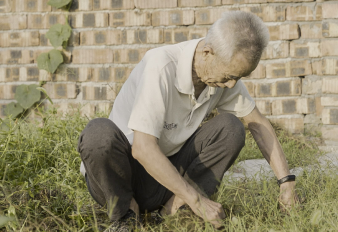 汪康夫在菜地。