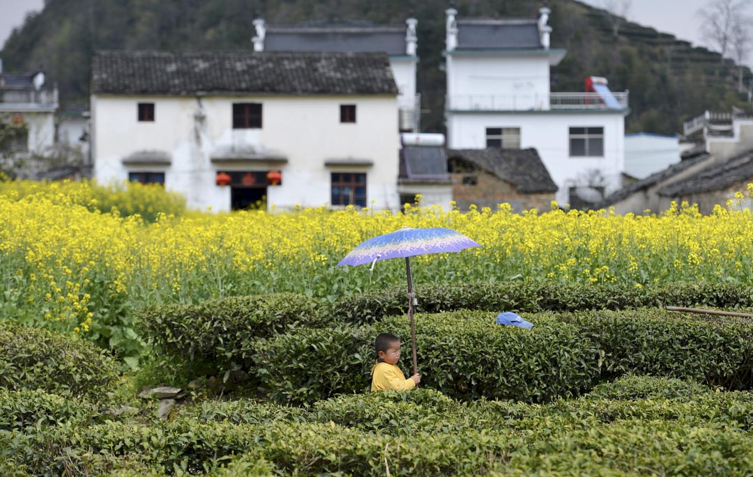 2015年3月27日，安徽黄山的农村，一个男孩站在田野里。