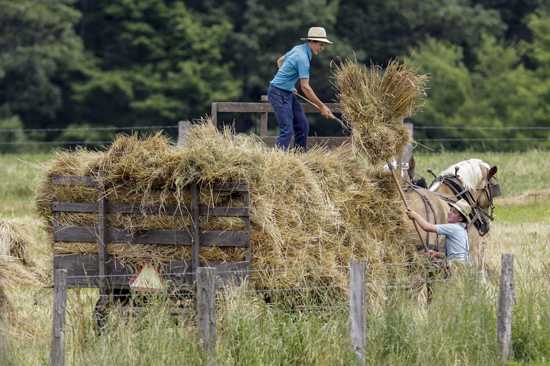 2011年7月15日，俄亥俄州米德菲尔德，两个阿米什（Amish）男孩在马车上堆放干草。