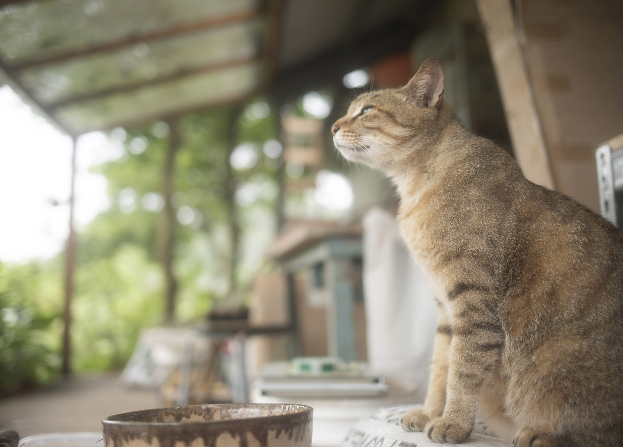 “禾炚”香港图书馆内的猫。