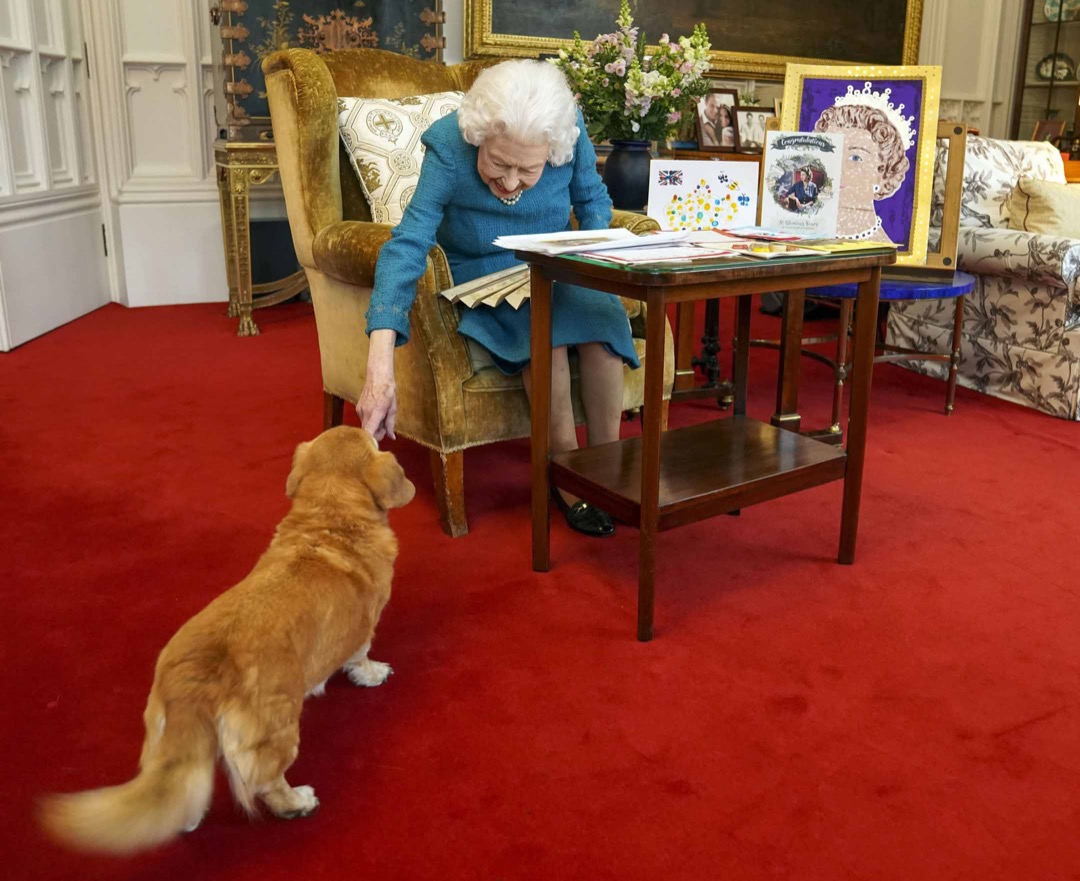 2022年2月4日，英國溫莎鎮，英女王伊莉莎白二世在溫莎堡內欣賞來自她的金禧和白金禧的紀念品期間，與她其中一隻愛犬玩耍。