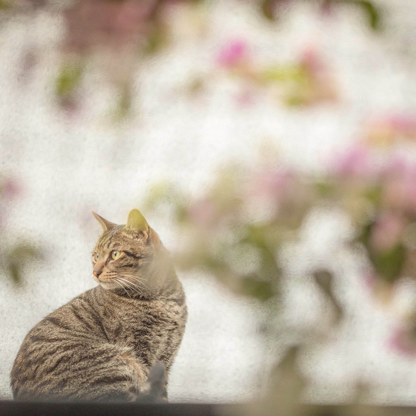 阿蕊理发店的猫。