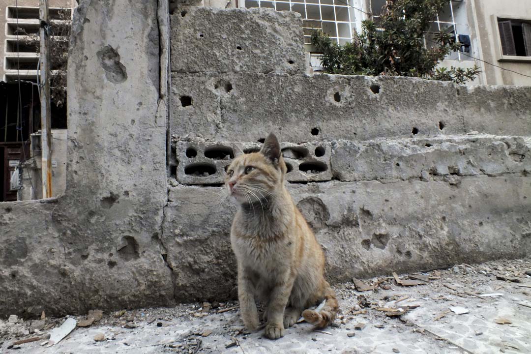 2012年12月3日，霍姆斯哈利迪耶社区，一只猫坐在一栋受损的建筑前。摄：Yazan Homsy/Reuters/达志影像