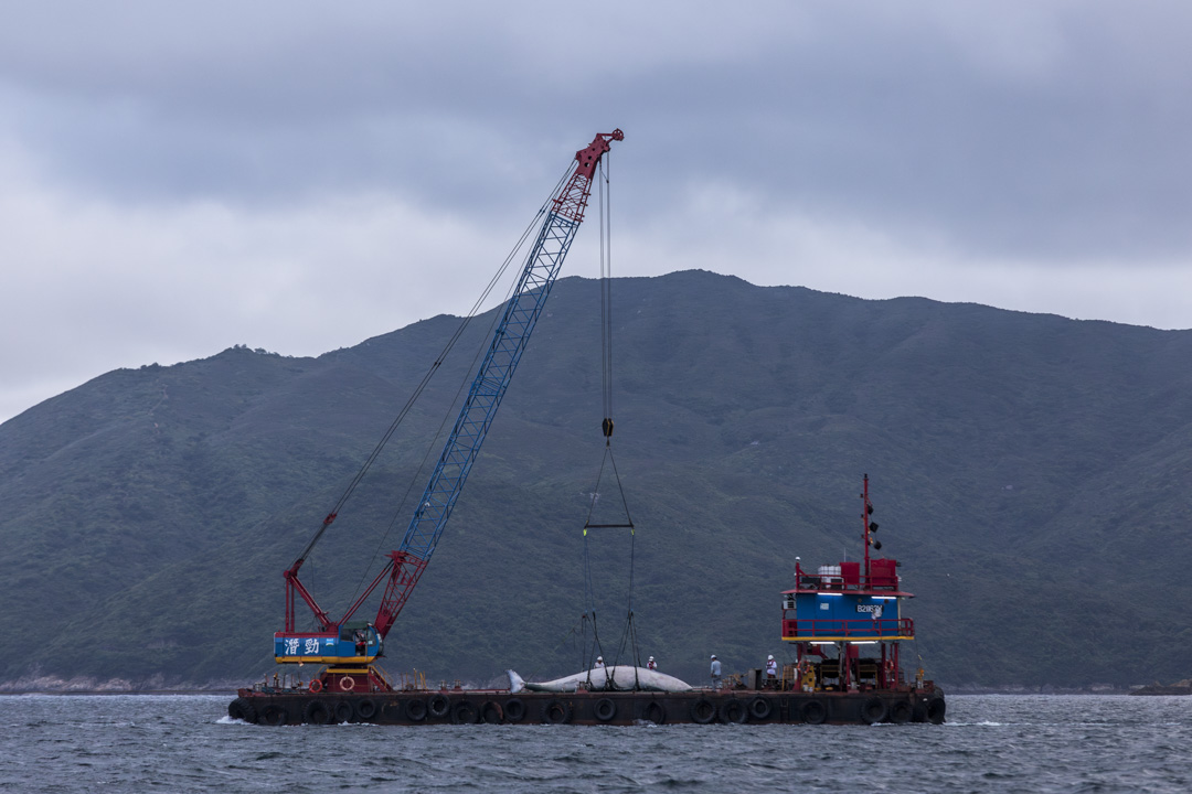 2023年7月31日，布氏鲸尸体由趸船运往西贡万宜水库西坝，以作解剖及调查死因。摄：林振东/端传媒