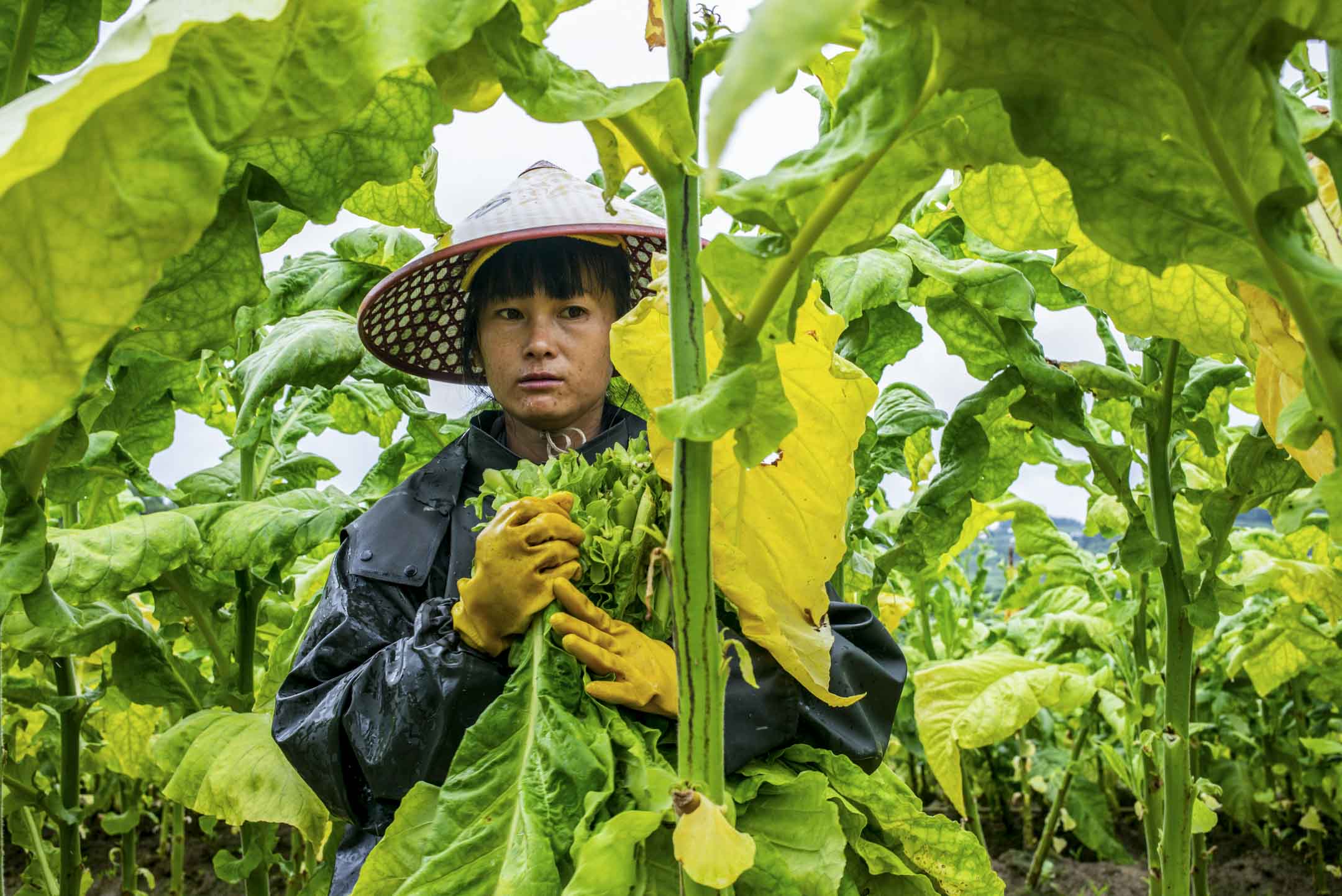 2023年8月11日﹐中国云南山区中一个烟草种植区，一位年轻的女工人正在采收烟叶。摄：LCT/端传媒