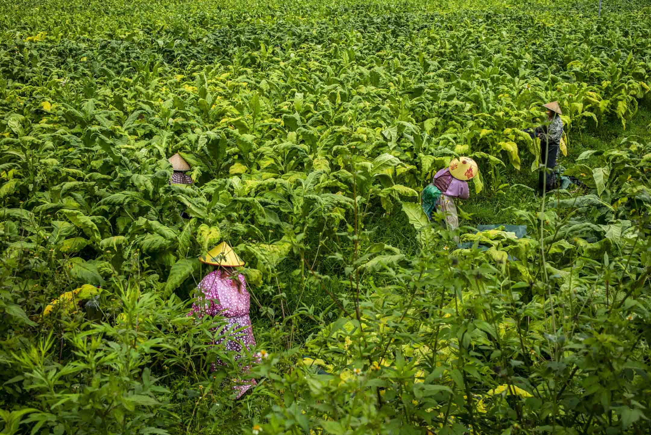 2023年8月11日﹐中国云南山区中一个烟草种植区，工人们将采收的烟叶运去烤烟房。摄：LCT/端传媒