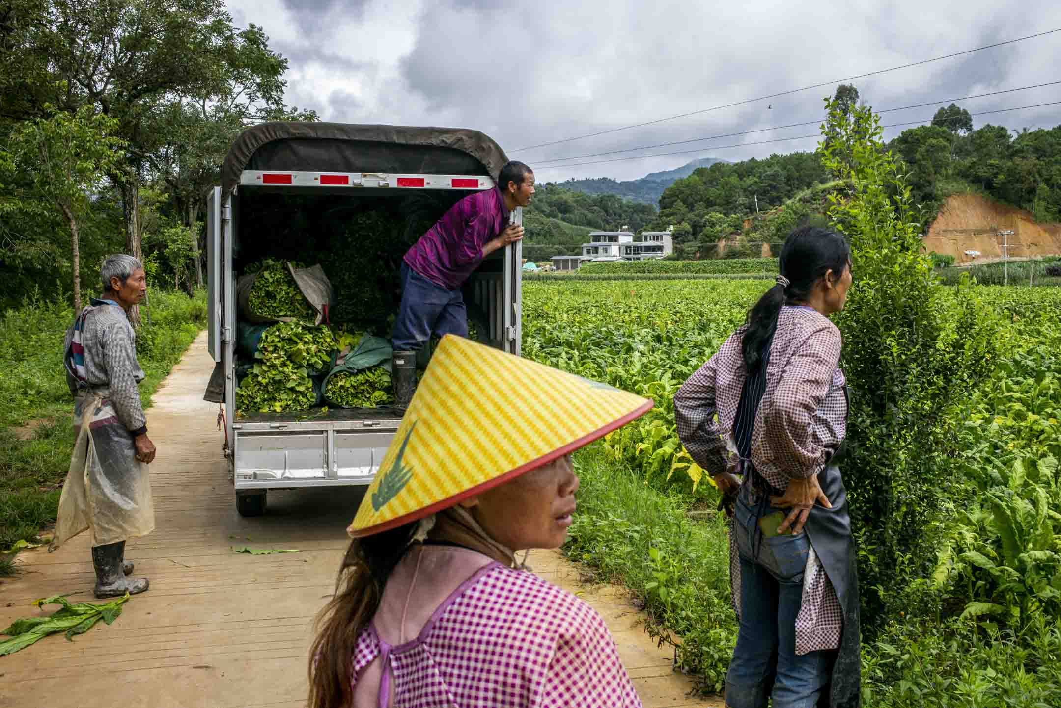 2023年8月11日﹐中国云南山区中一个烟草种植区，工人们采收烟叶后运去烤烟工场。摄：LCT/端传媒