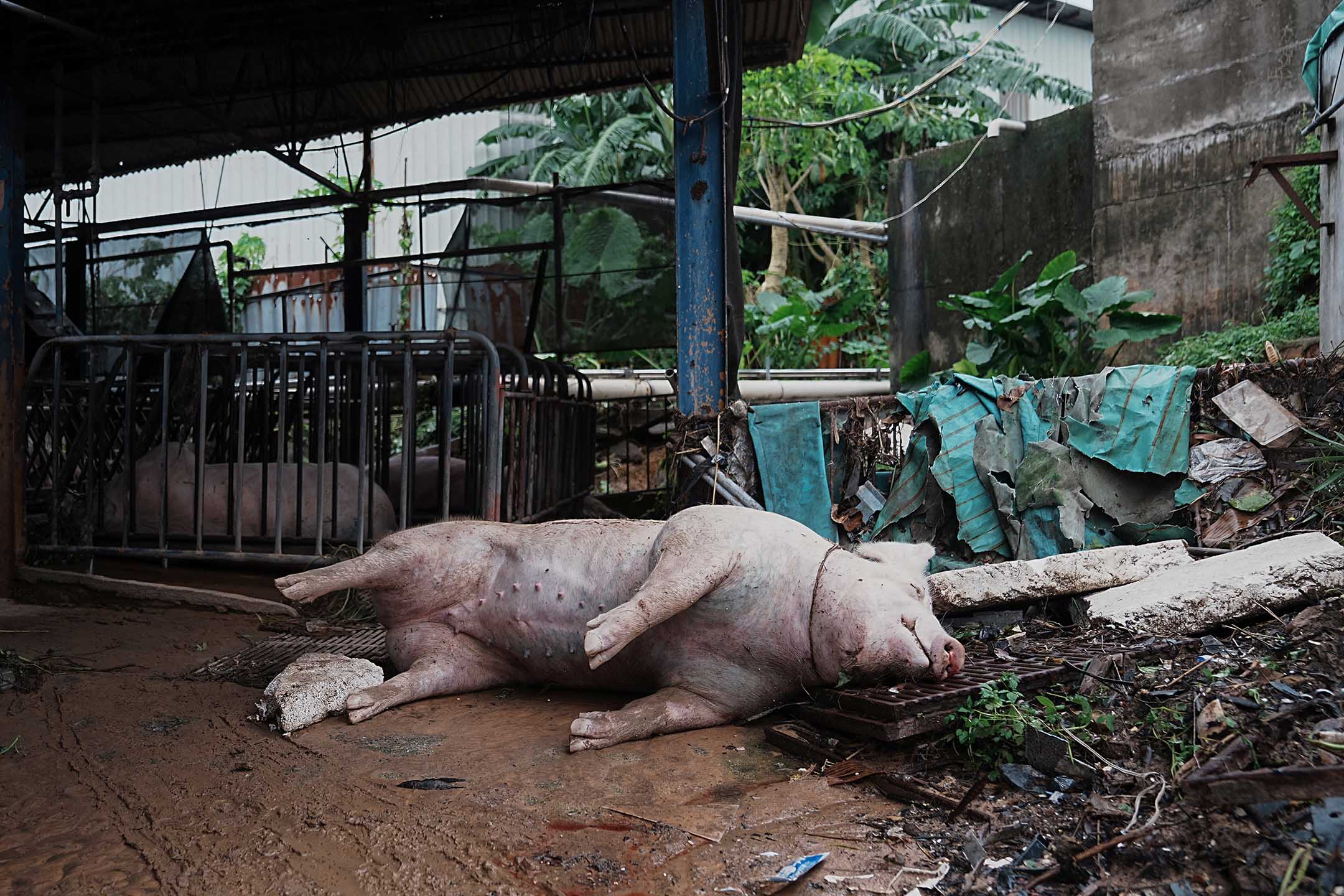 2023年9月9日，香港，强降雨导致洪水后，一具猪尸体躺在农场。摄：Lam Yik/Reuters/达志影像