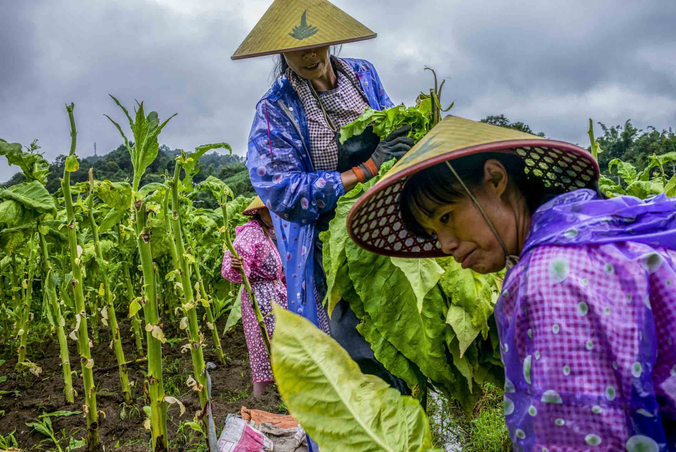 2023年8月11日﹐中国云南山区中一个烟草种植区，工人们正在密集采收烟叶。摄：LCT/端传媒