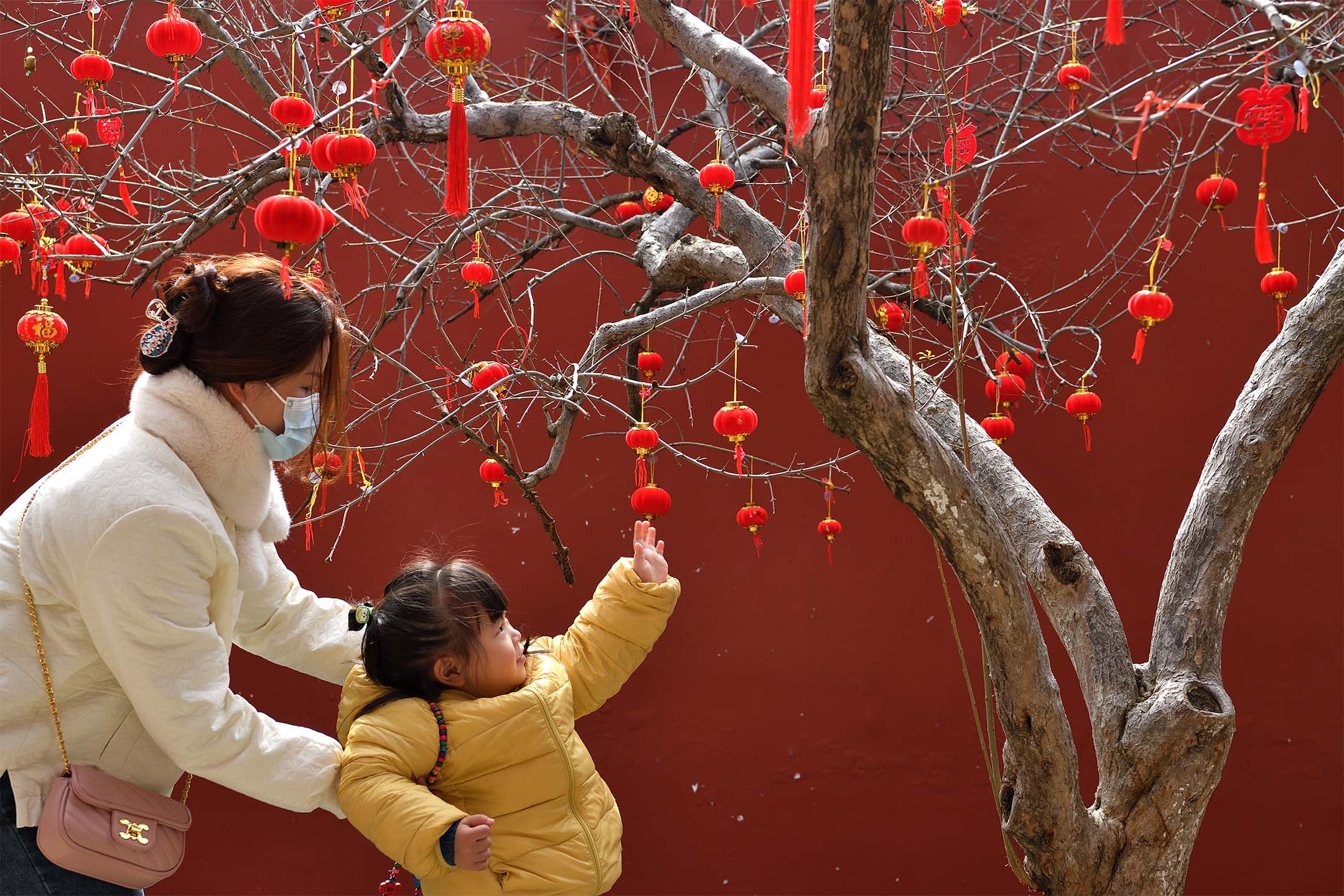 2023年1月26日，中国潮州，一名孩子触摸挂在开元寺许愿树上的小红灯笼。摄：Chen Yihang/VCG via Getty Images