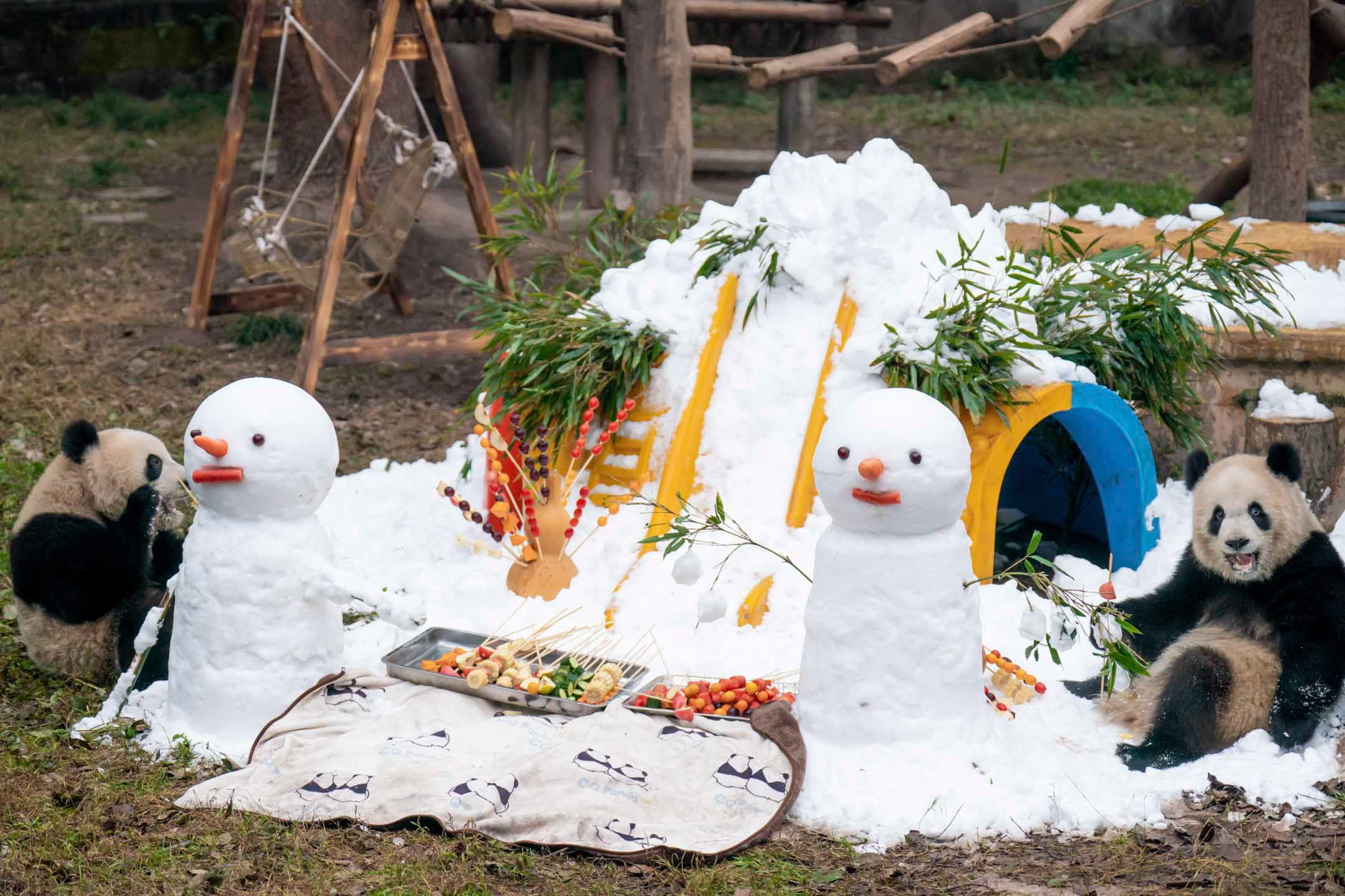 2024年1月1日，中国重庆，两只大熊猫在雪人旁边吃东西。摄：Costfoto/NurPhoto via Getty Images