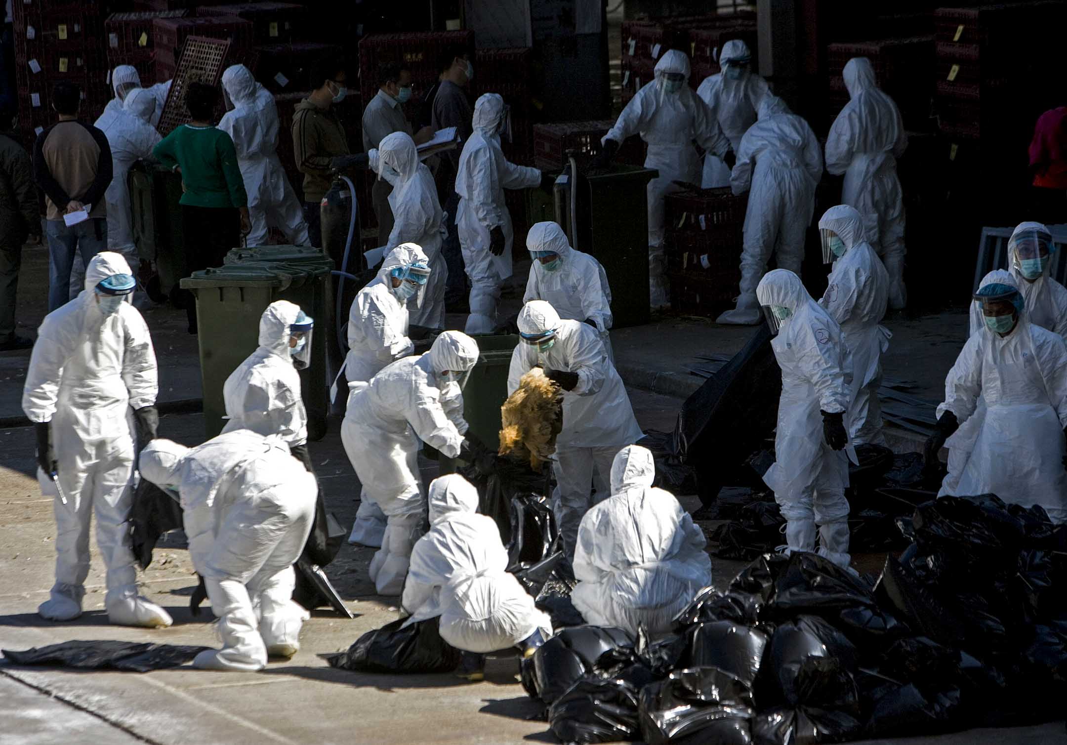 2008年12月10日，香港政府人员在长沙湾批发市场宰杀鸡只。摄：Paul Hilton/Bloomberg via Getty Images