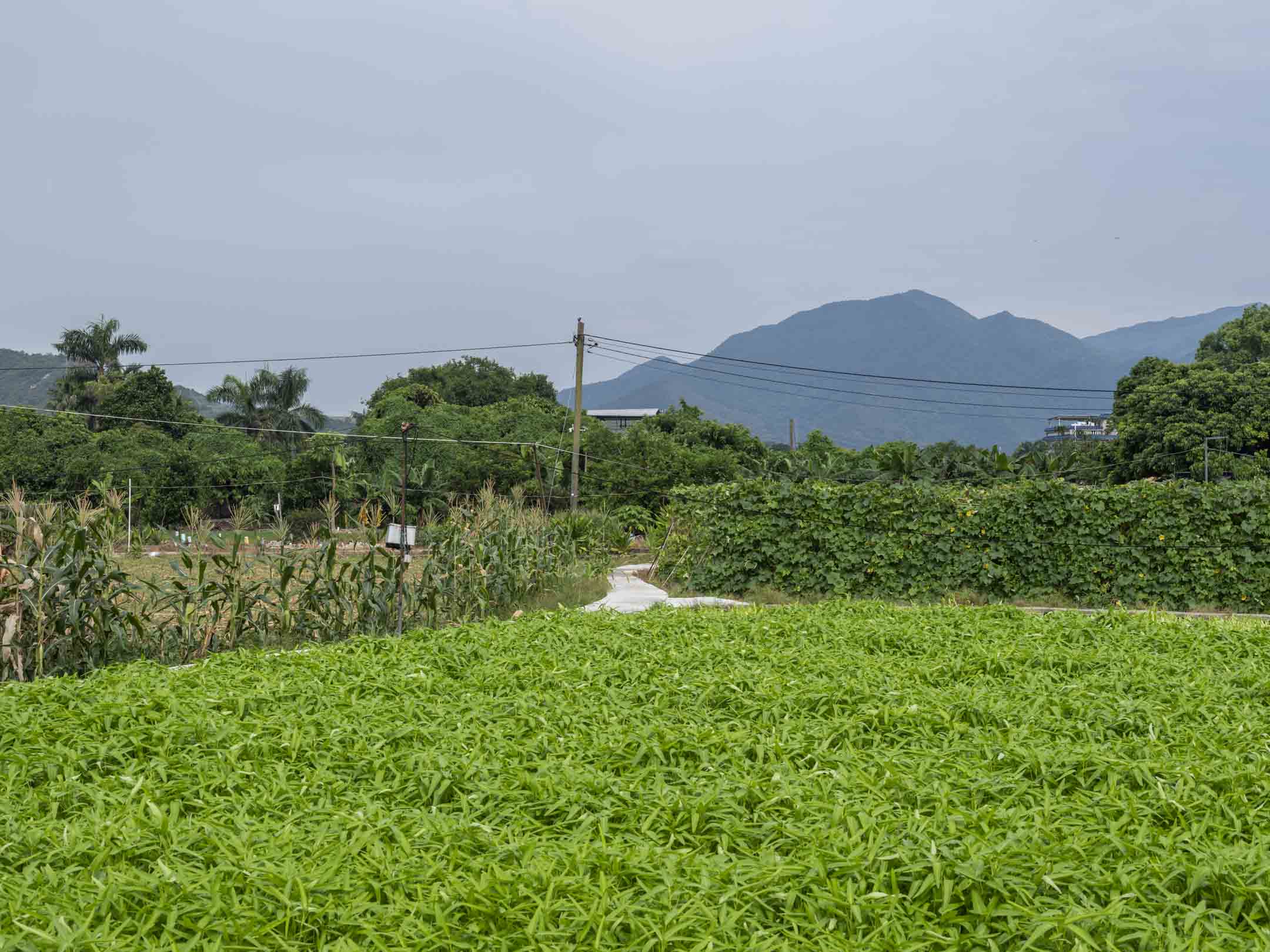 打鼓嶺大埔田的一片有幾十年歷史的活躍耕地。攝：林振東/端傳媒