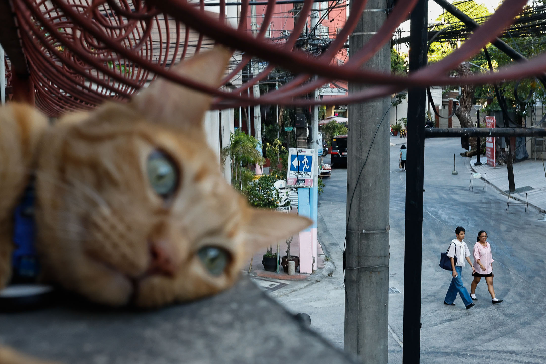 在咖啡店的露台，一只猫在看马尼拉风景。摄：Daniel Ceng/端传媒