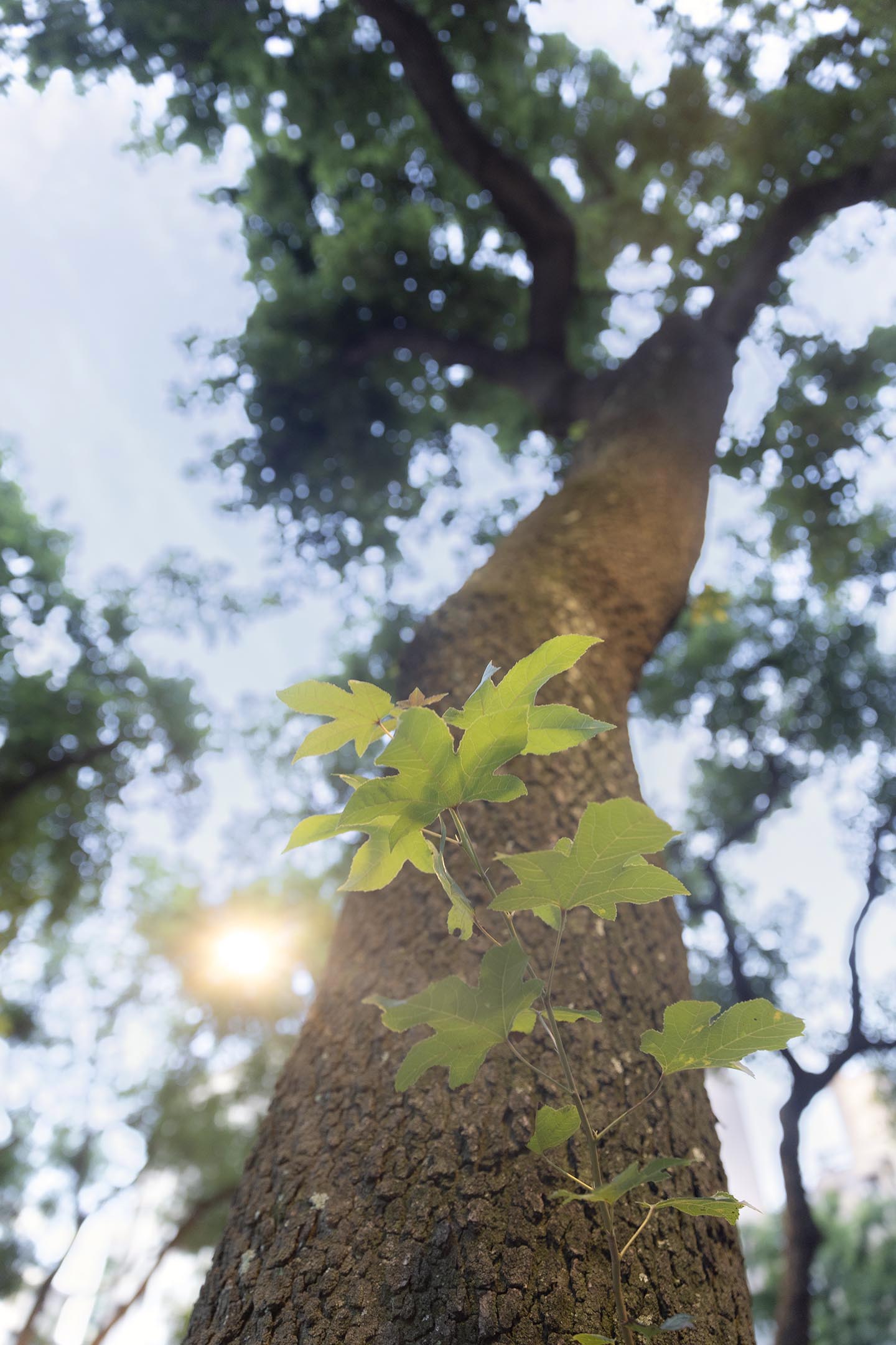 台北的行道树。摄：陈焯煇/端传媒